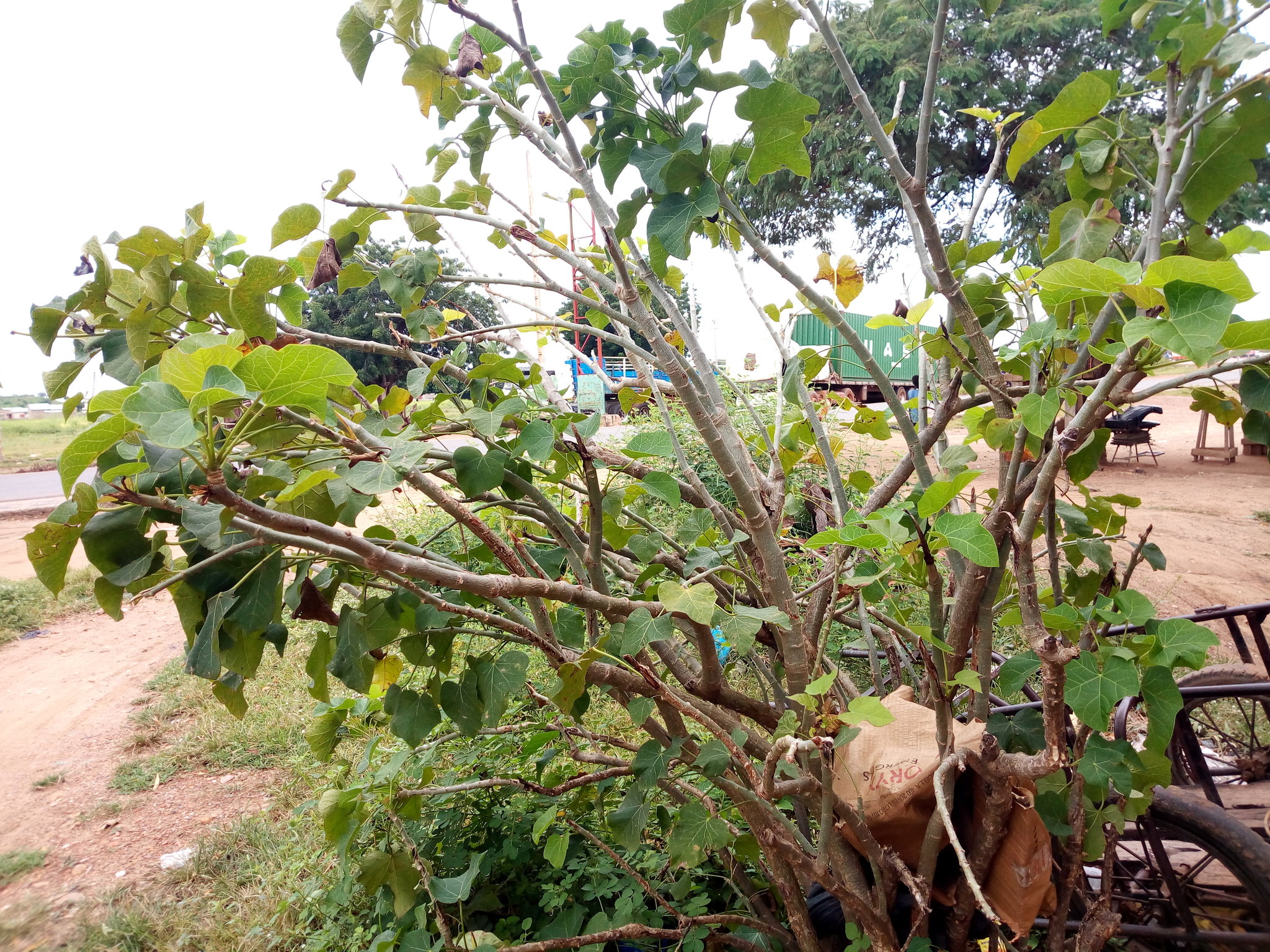 Jatropha curcas